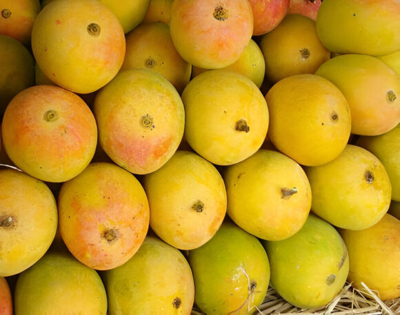 Devgad premium alphonso mango, 12 pieces, approx. 200gm/pc - Image 3